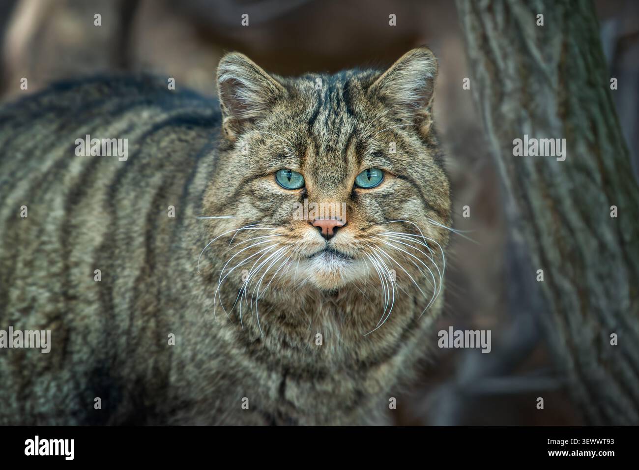 Questo gatto selvatico, con i suoi bellissimi occhi blu e il suo unico cappotto a righe, viene catturato in un momento sereno tra gli alberi in un fitto ambiente forestale. Foto Stock