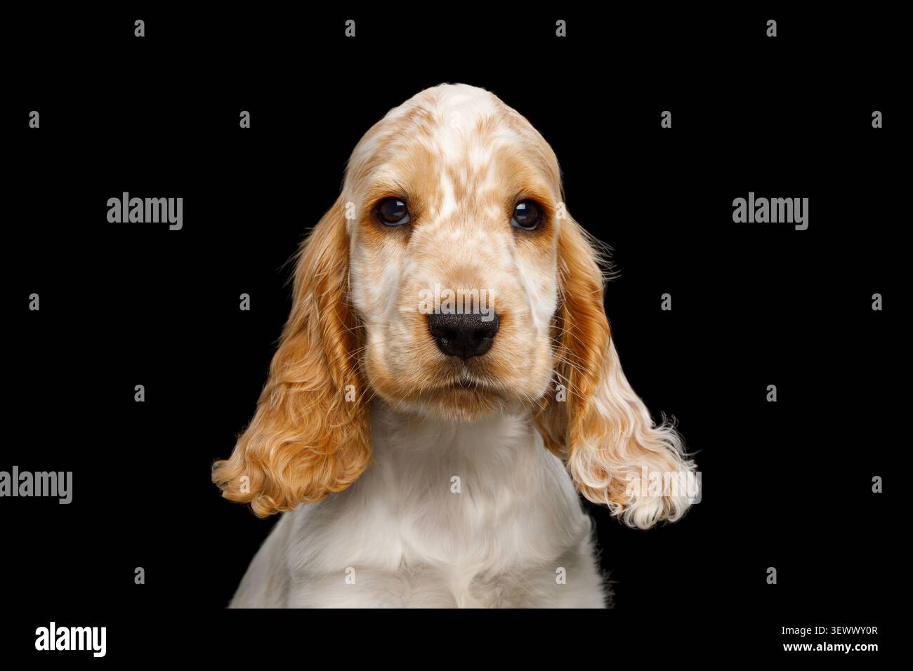Cucciolo inglese Cocker Spaniel dall'espressione curiosa, guardando la fotocamera, ritratto in studio su sfondo nero Foto Stock