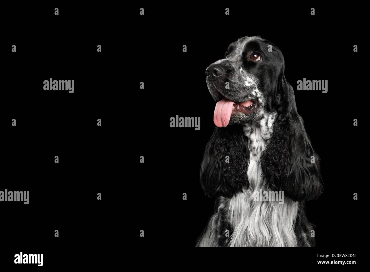 Cocker Spaniel inglese con bocca aperta e lingua fuori, seduto in vista del profilo con spazio per le copie, ritratto in studio su sfondo nero Foto Stock
