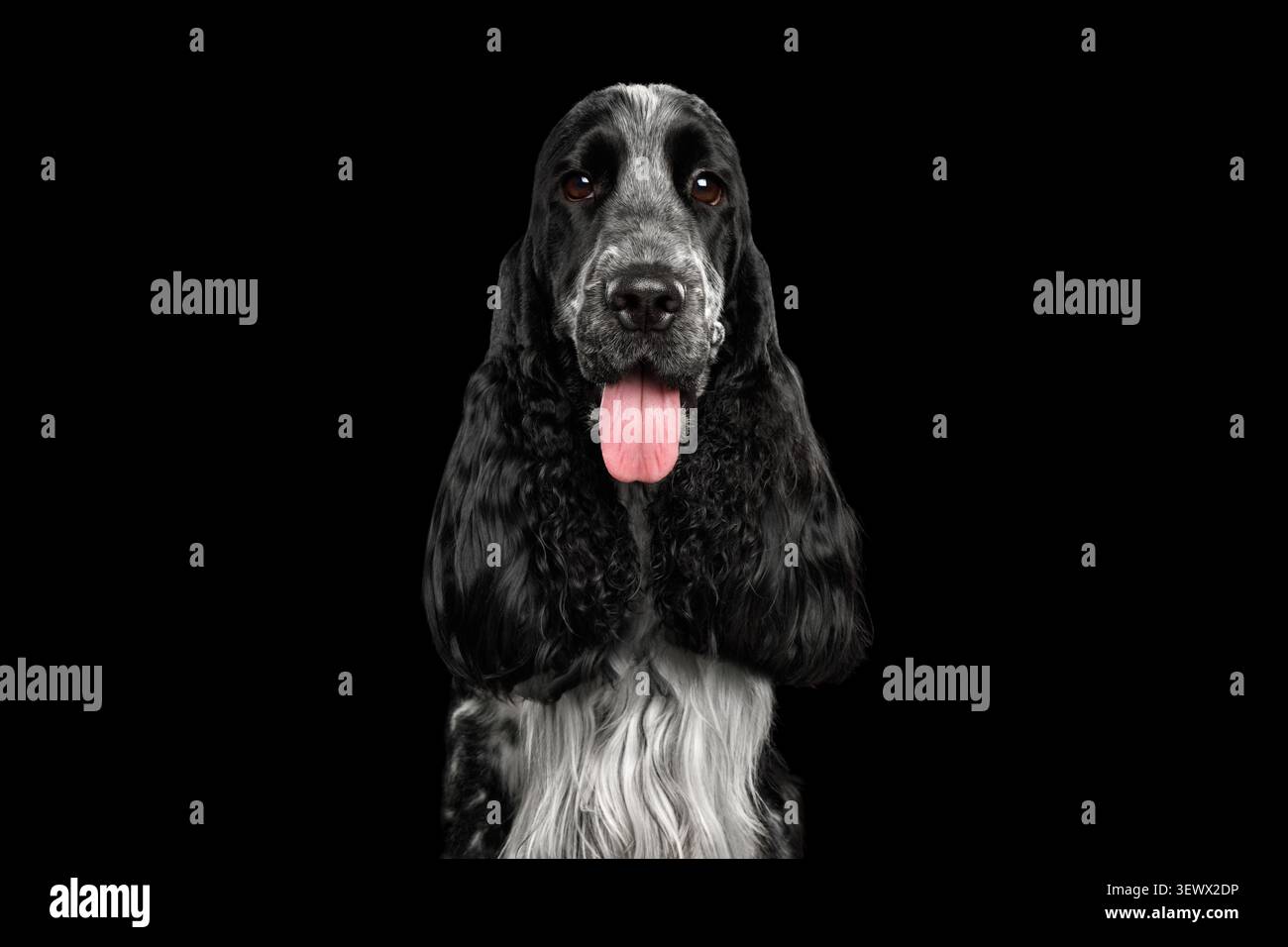 Cocker Spaniel inglese con bocca aperta e lingua fuori, guardando la fotocamera, ritratto in studio su sfondo nero Foto Stock