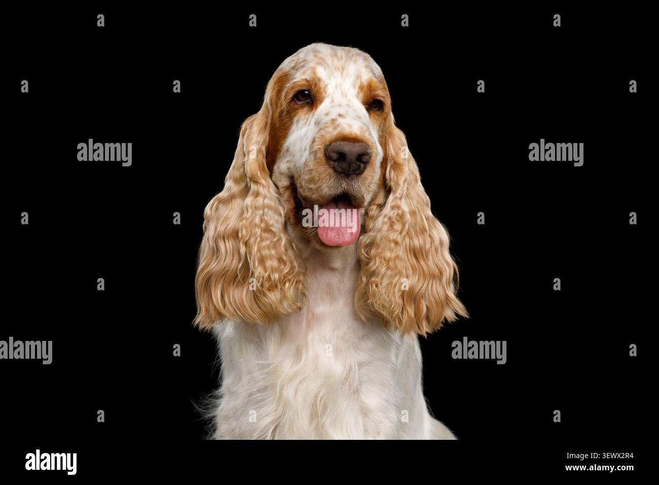 Cocker Spaniel inglese con bocca aperta e lingua fuori, guardando la fotocamera, ritratto in studio su sfondo nero Foto Stock