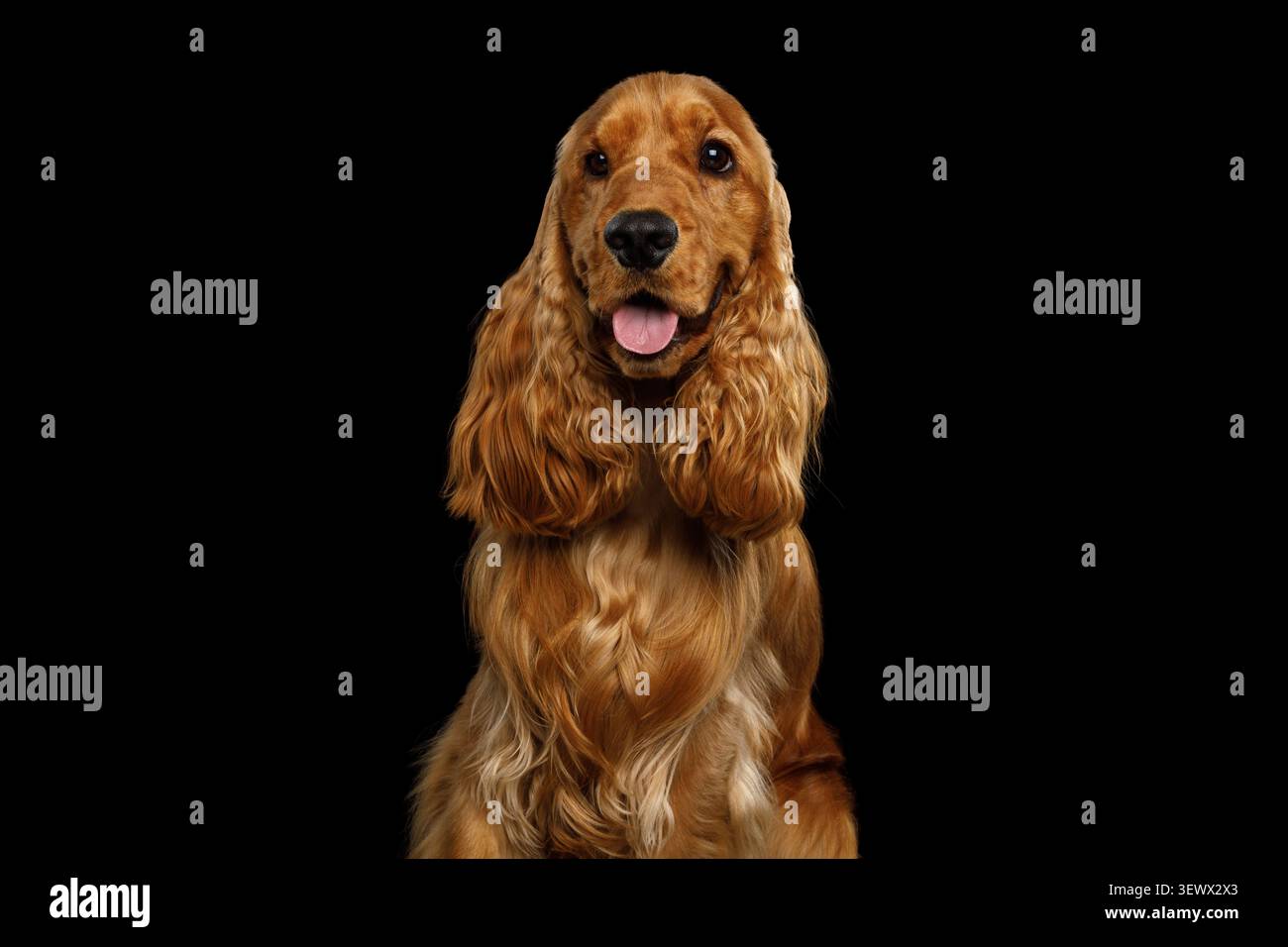 Cocker Spaniel inglese con bocca aperta e lingua fuori, seduta in verticale, ritratto in studio su sfondo nero Foto Stock