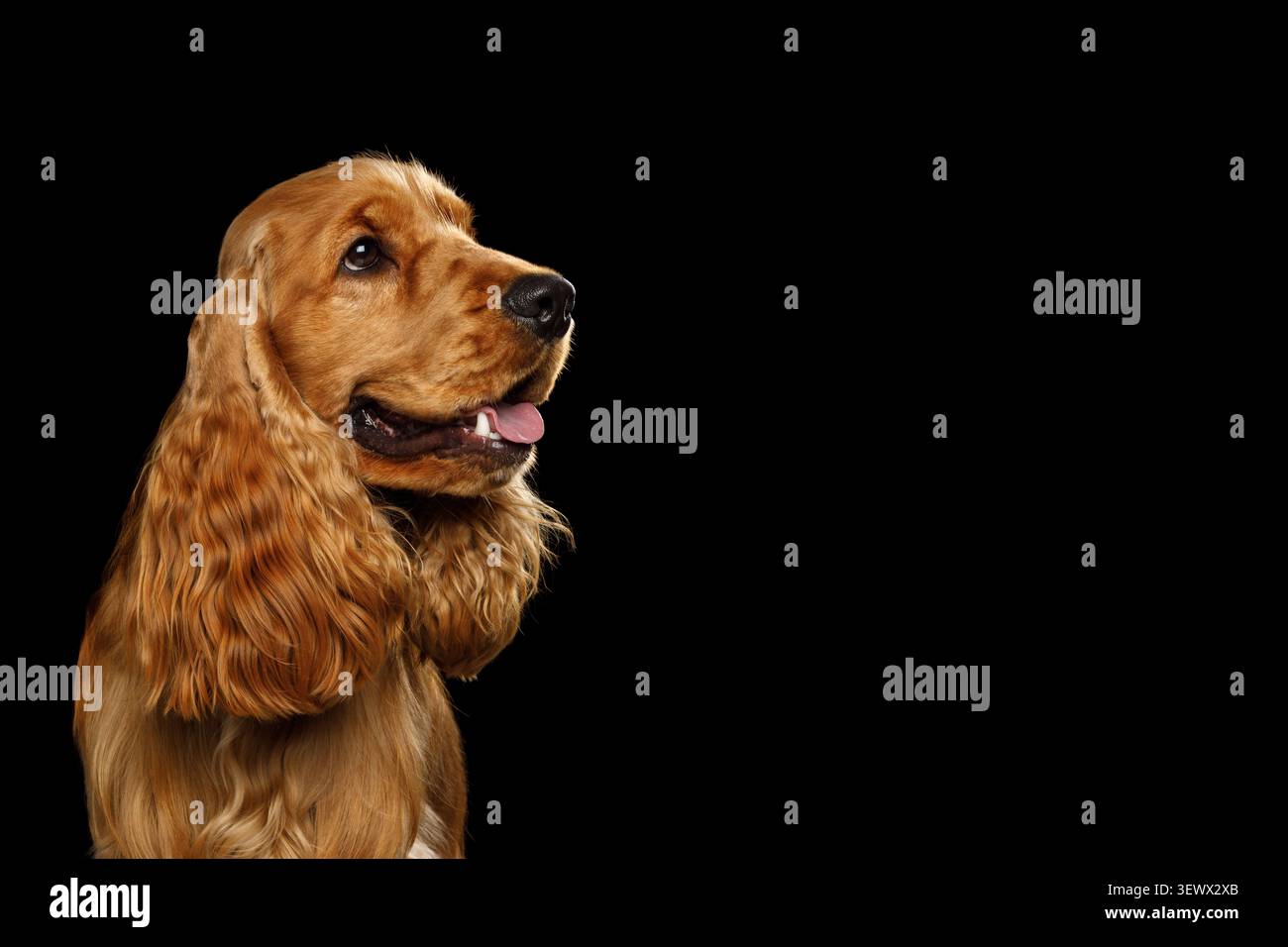 Cocker Spaniel inglese con bocca aperta e lingua fuori, seduto in vista del profilo, ritratto in studio su sfondo nero Foto Stock