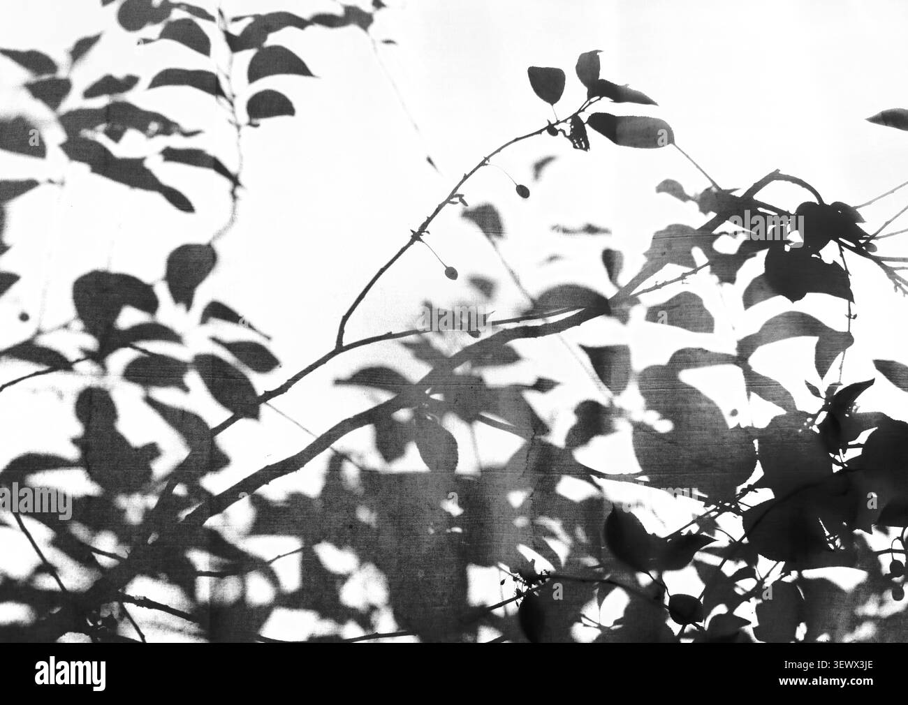 Ombra delle foglie isolata su sfondo bianco che forma un motivo astratto monocromatico Foto Stock