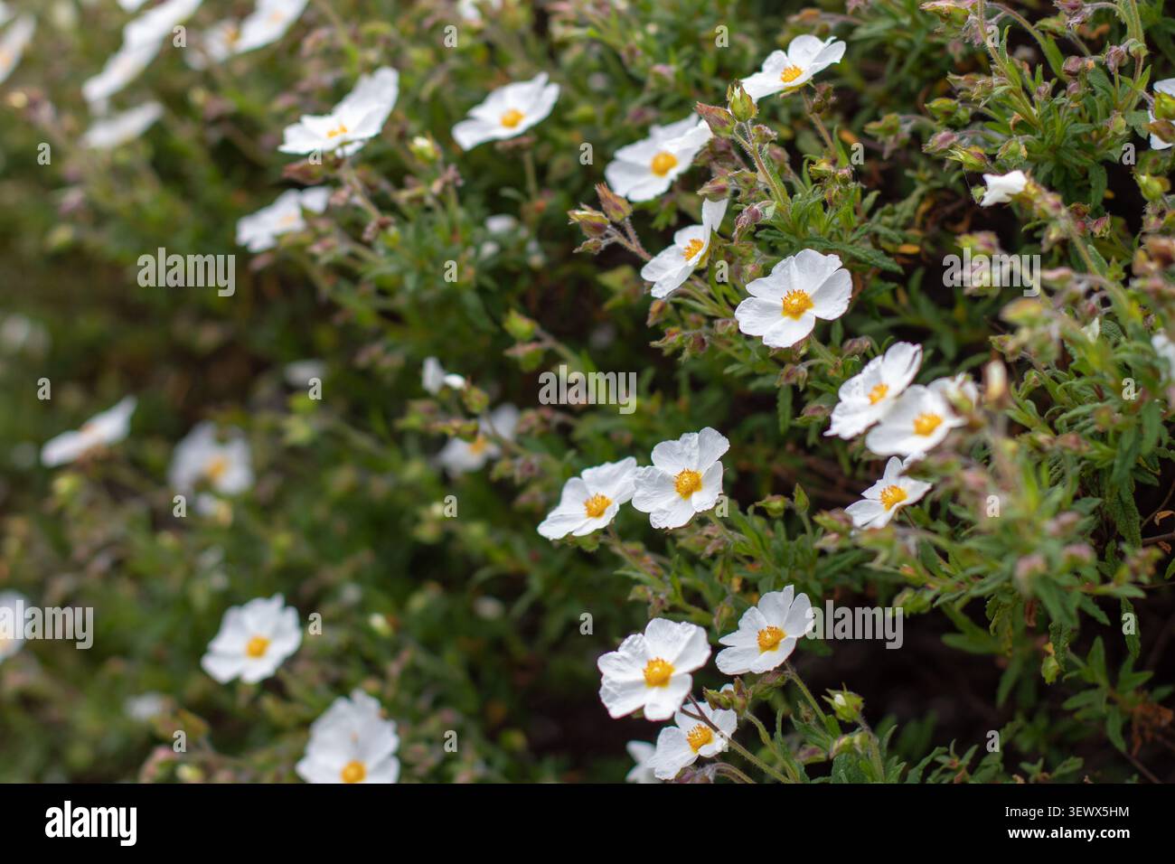 Abbondanti fiori bianchi di Cistus salviifolius che formano una siepe fiorita. Noto anche come rosa di roccia con foglie di salvia, cistus di salvia e rosa di Gallipoli. Membro Foto Stock