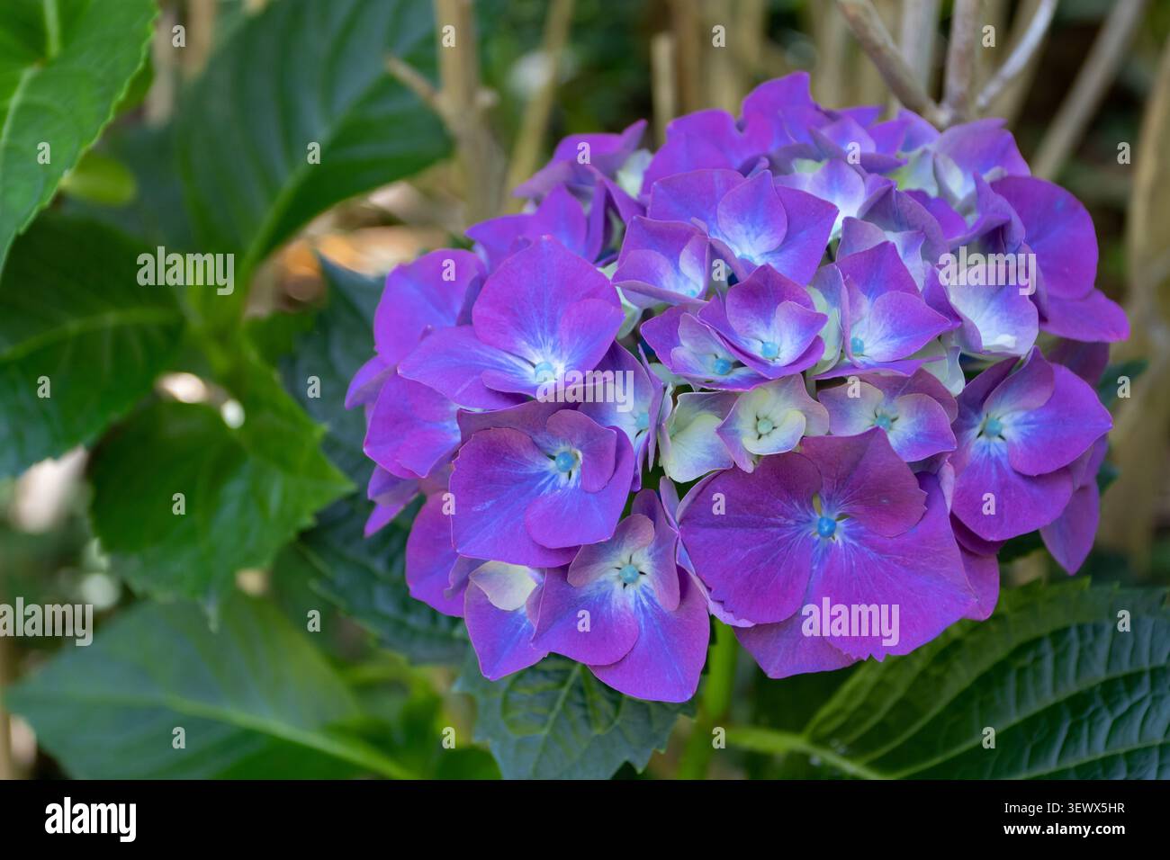 Primo piano di fiori di ortensia macrophylla con petali appuntiti che mescolano sfumature viola, blu e crema. Fioritura decorativa con centro blu contro il verde Foto Stock