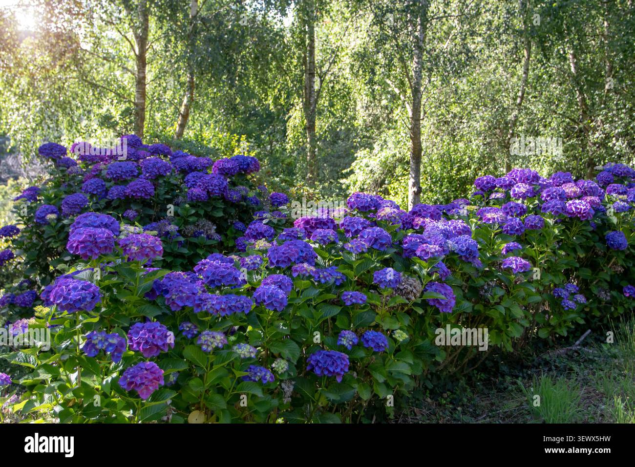 Grandi arbusti ortensie e siepe fiorite crescono lungo un sentiero fiancheggiato da betulle. La luce del sole filtra tra i rami appesi in un tranquillo giardino boschivo Foto Stock