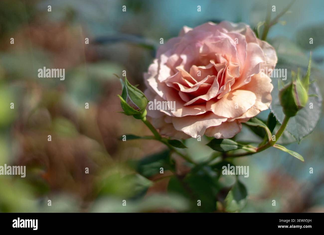 Primo piano di una rara rosa moka fiorita con petali delicati e profondità di campo bassa. Elegante fiore adagiato su un giardino da sogno con sfondo bokeh. Foto Stock