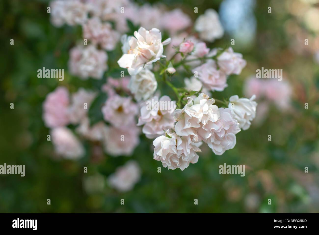 Rami di una rosa arrampicata ricoperti da grandi gruppi di piccoli fiori rosa pallido. Petali con volant e profondità di campo ridotta creano un delicato romanticismo Foto Stock
