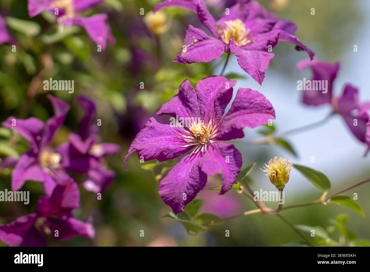 Rami di un vitigno clematis ricoperti da ricchi fiori viola con petali vellutati. La profondità di campo bassa crea un giardino da sogno con una bellezza Foto Stock