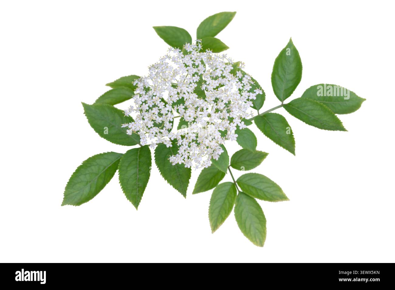 Ammasso di fiori bianchi di Sambucus nigra con foglie verdi isolate su bianco. Noto anche come anziano, sambuco, anziano nero, anziano europeo ed europeo Foto Stock