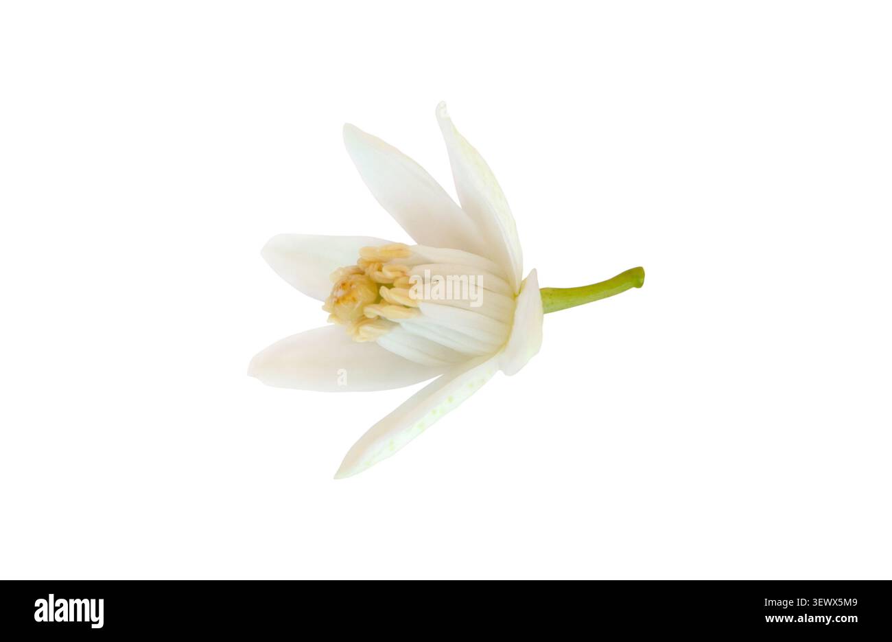 Primo piano di una fresca fioritura di arancio isolata sul bianco. Delicato fiore di agrumi con petali morbidi, fragranza delicata e classico aroma di neroli. Foto Stock