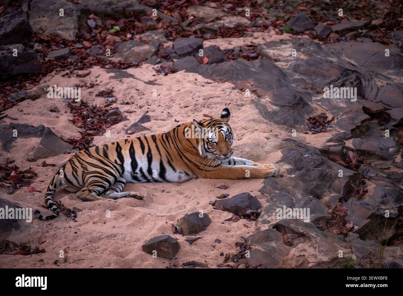 Immagine media di una tigre adagiata su un terreno sabbioso circondato da rocce scure e colorate foglie secche di tendu. Il grande gatto sembra rilassato ma vigile. Foto Stock