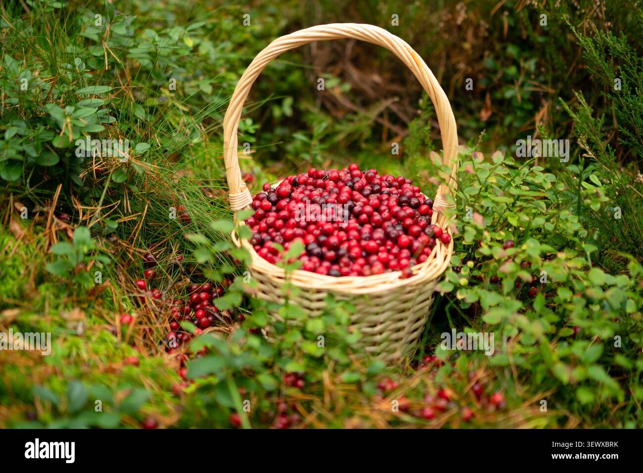 Un cestino di vimini pieno di mirtilli rossi freschi circondati da lussureggianti vegetazione della foresta che catturano l'essenza della natura e del raccolto. Foto Stock