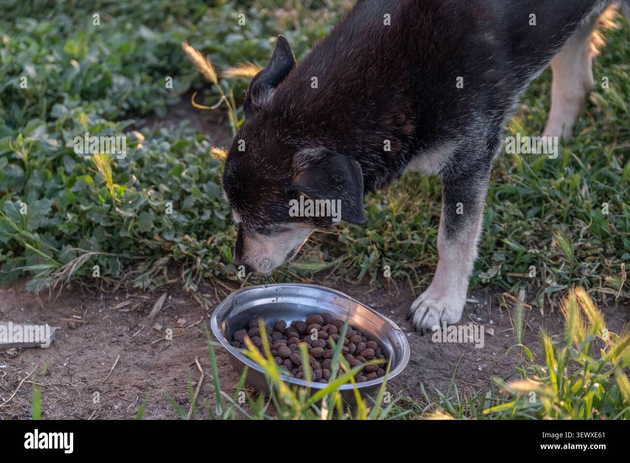 Cane che mangia cibo secco da una ciotola di metallo all'aperto Foto Stock