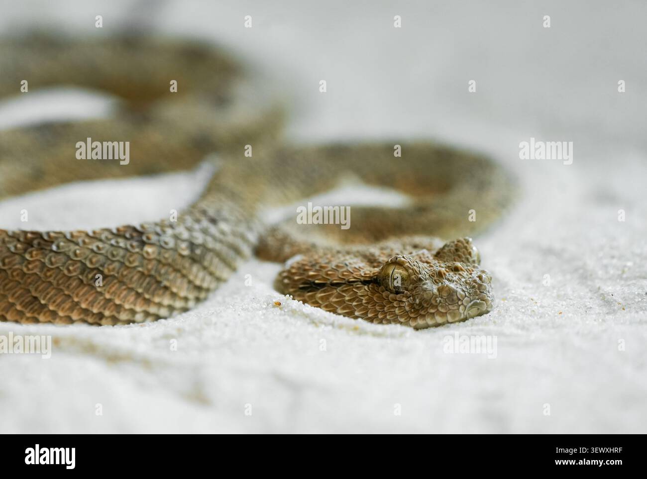 Ritratto di una vipera corna. Primo piano del serpente. Foto Stock