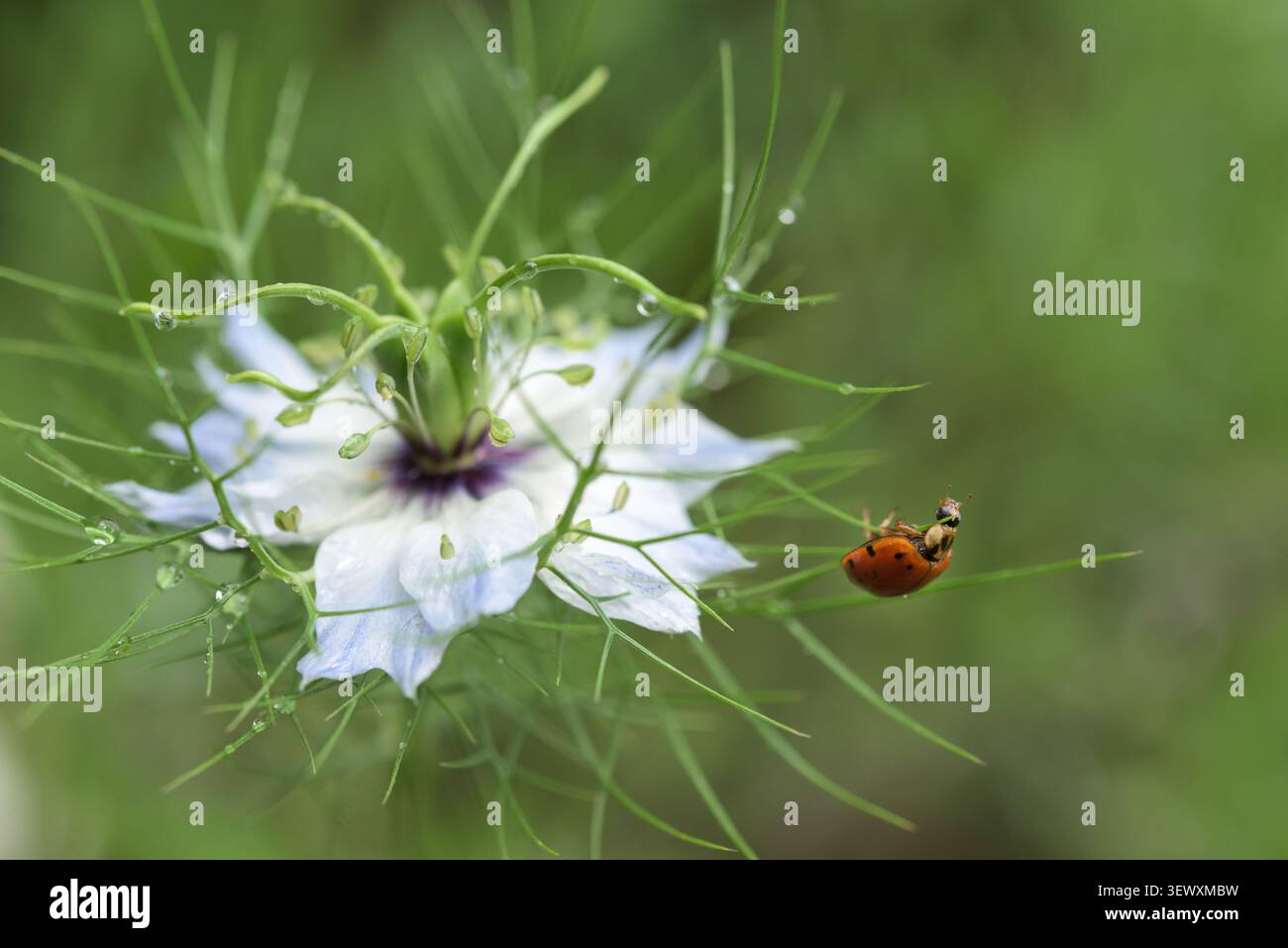 Vista ravvicinata di una coccinella rossa che cammina attraverso i fili verdi di un fiore di Nigella decorato con piccole gocce di rugiada. Una colorata composizione macro W Foto Stock