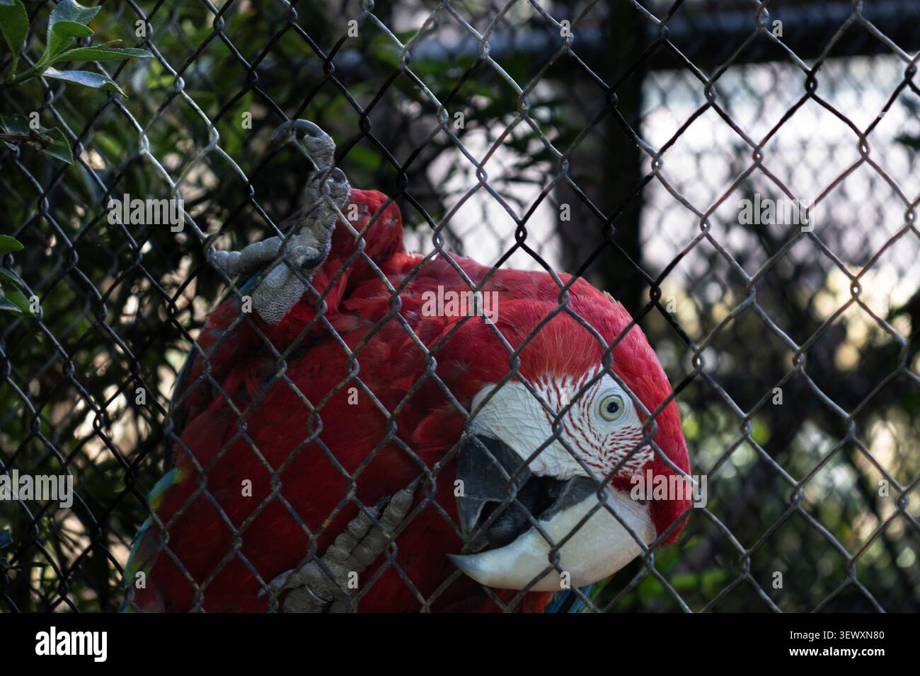 Scarlet Macaw nella gabbia dello zoo Foto Stock
