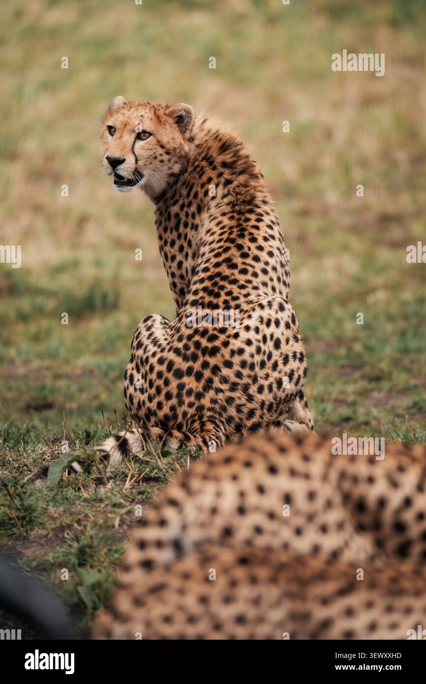 Giovane ghepardo che guarda indietro nella prateria africana Foto Stock