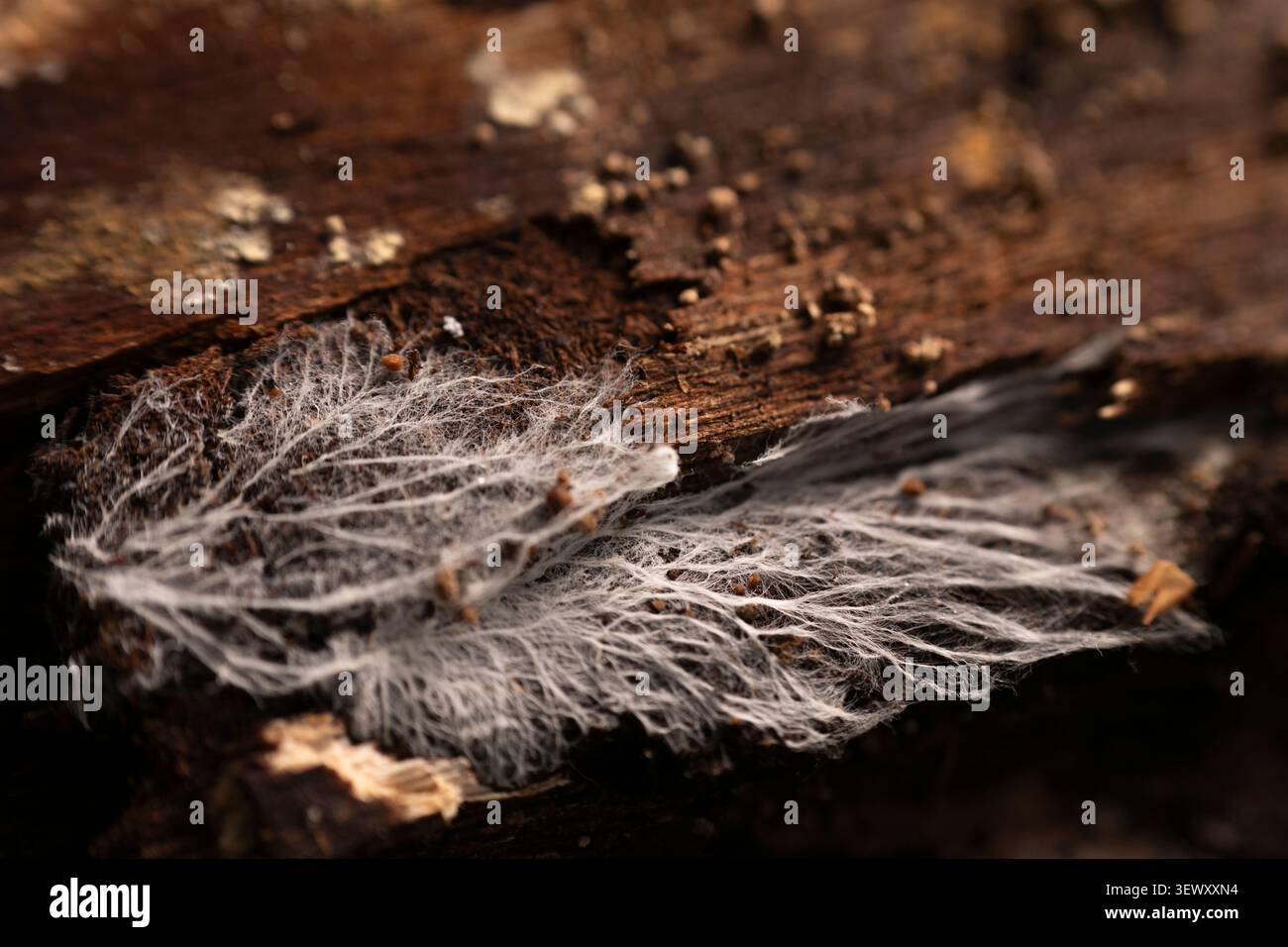 Delicato micelio bianco che cresce su legno marcio Foto Stock