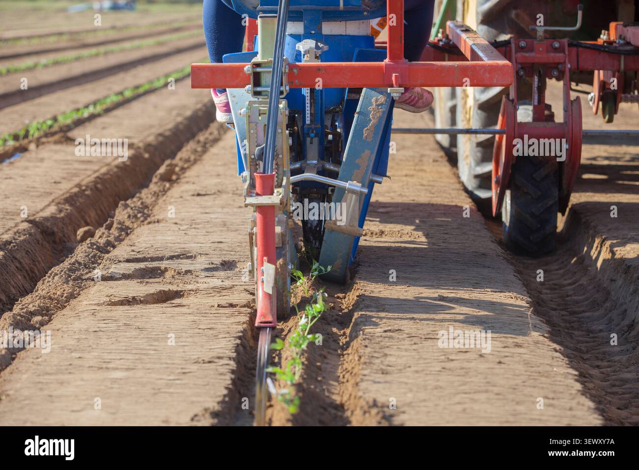 Pomodoro macchina trapiantatrice inserendo le piantine sulla terra Foto Stock