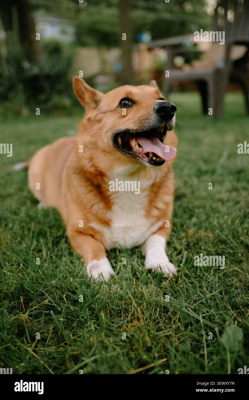 Buon cane corgi che si rilassa nell'erba del cortile Foto Stock