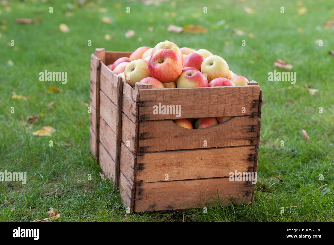 Mele rosse mature fresche disposte in una cassa rustica di legno posta su erba verde. Vista laterale di una cassa completa con messa a fuoco selettiva, che celebra l'autunno Foto Stock