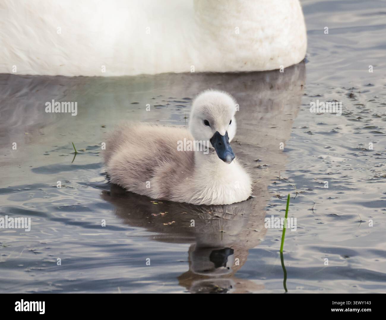 Primo piano di adorabile cigno soffice che nuota sull'acqua Foto Stock