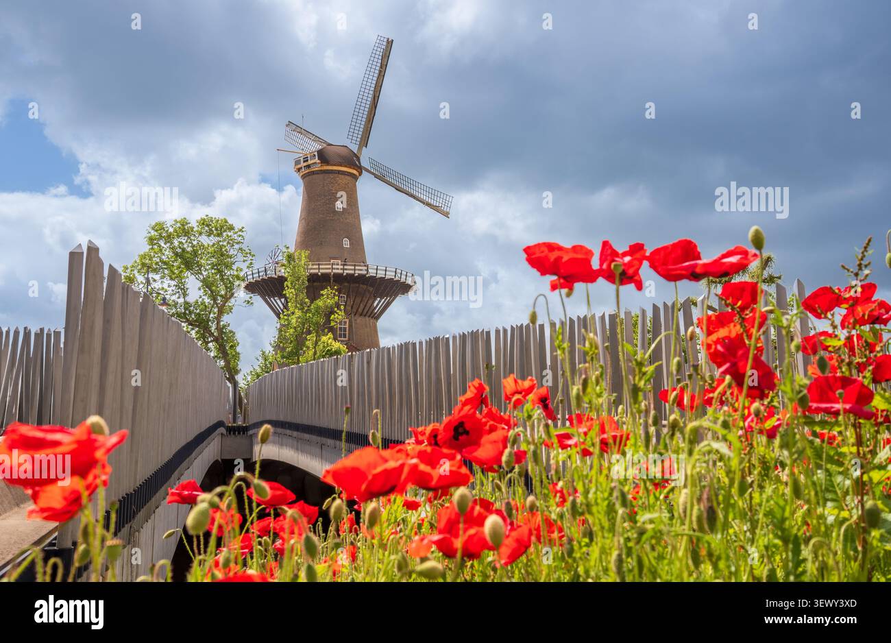 Tradizionale mulino olandese circondato da papaveri rossi vibranti in una giornata estiva soleggiata nella storica Leiden, Paesi Bassi Foto Stock