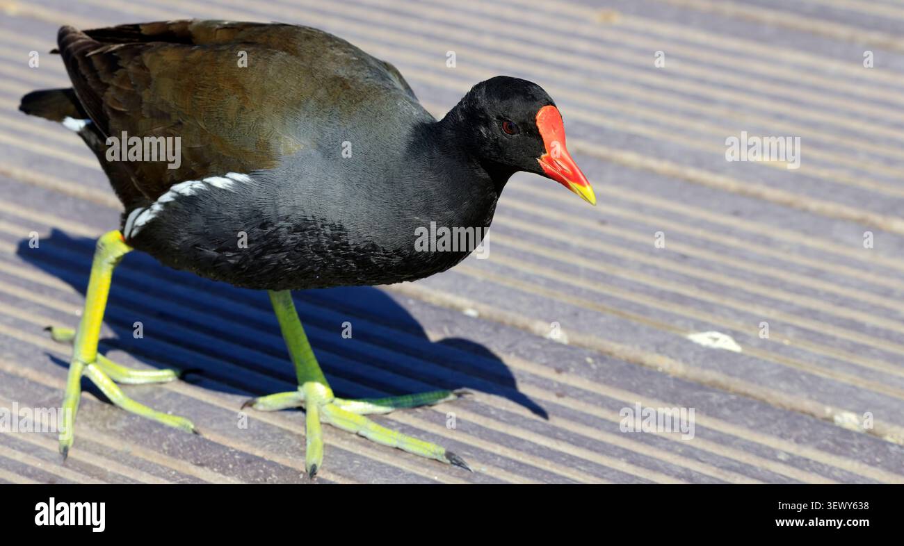 Adulto (gallinula chloropus) che cammina su una passerella in legno, Cardiff, Galles del Sud, Regno Unito Foto Stock