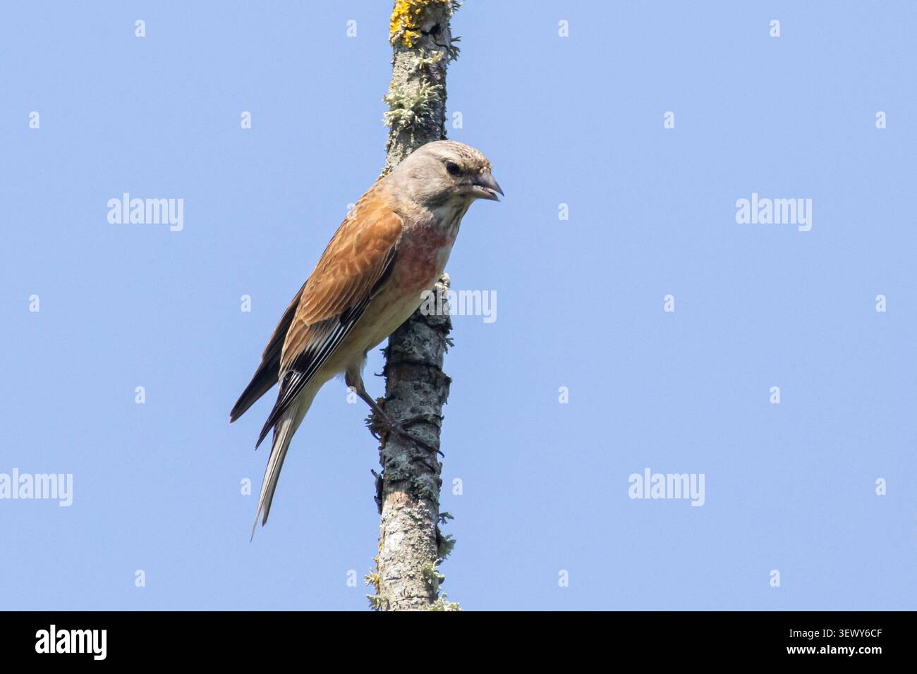 Uccello tiglio comune (Linaria cannabina), Sussex, Regno Unito Foto Stock