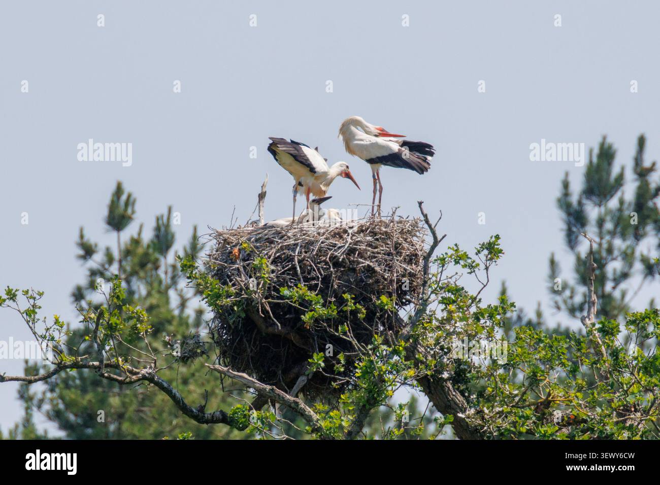 Cicogne bianche (Ciconia ciconia) su un nido nella tenuta Knepp nel West Sussex, Regno Unito Foto Stock