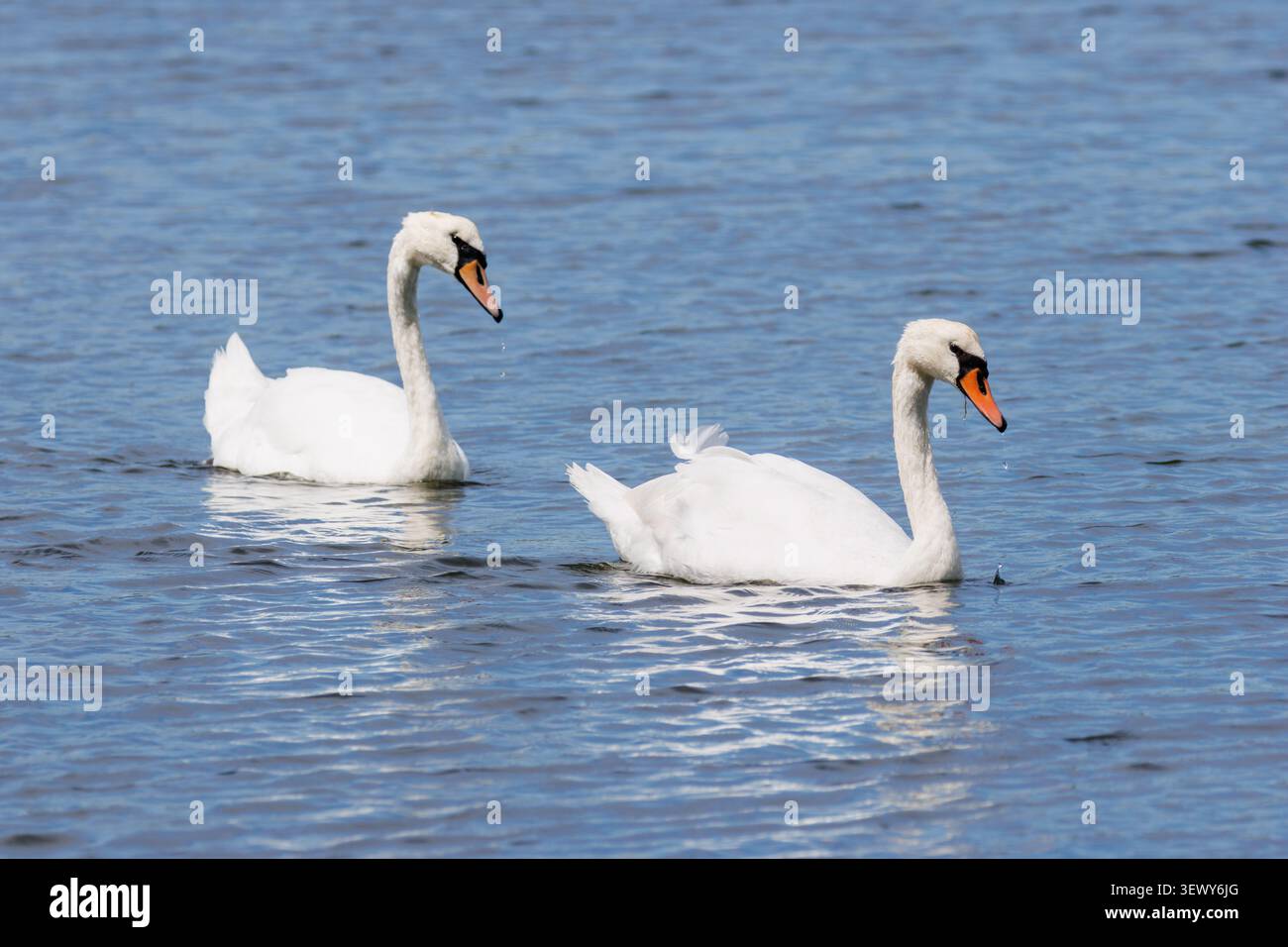 Un paio di cigni muti, Cygnus olor che nuotano su un fiume in una giornata estiva nel Sussex, Inghilterra, Regno Unito Foto Stock
