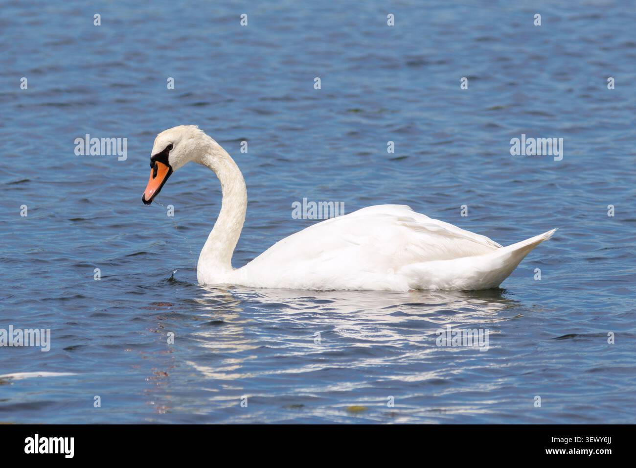 Un cigno muto, Cygnus olor che nuota su un fiume in una giornata estiva nel Sussex, Inghilterra, Regno Unito Foto Stock
