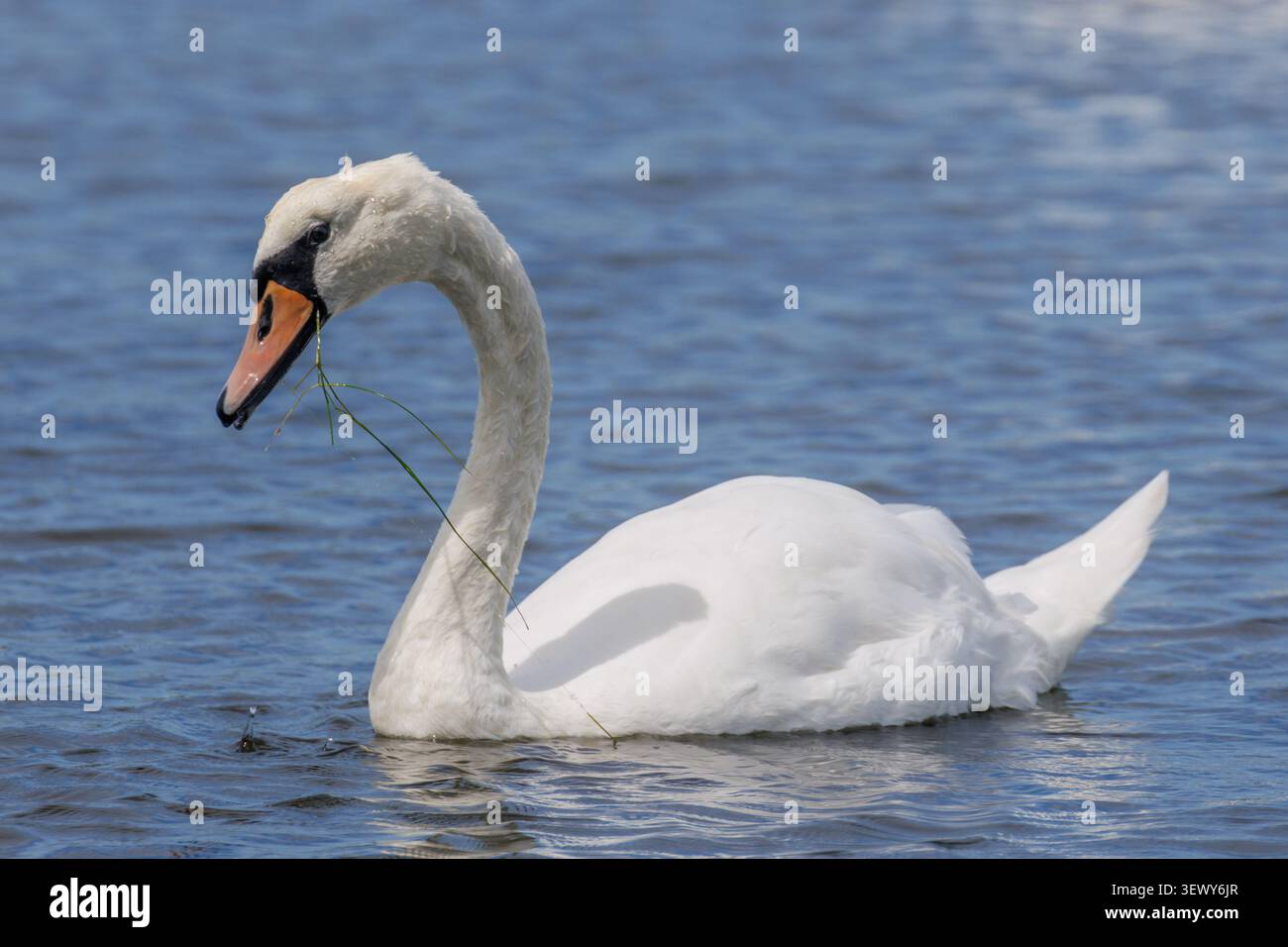 Un cigno muto, Cygnus olor che nuota su un fiume in una giornata estiva nel Sussex, Inghilterra, Regno Unito Foto Stock