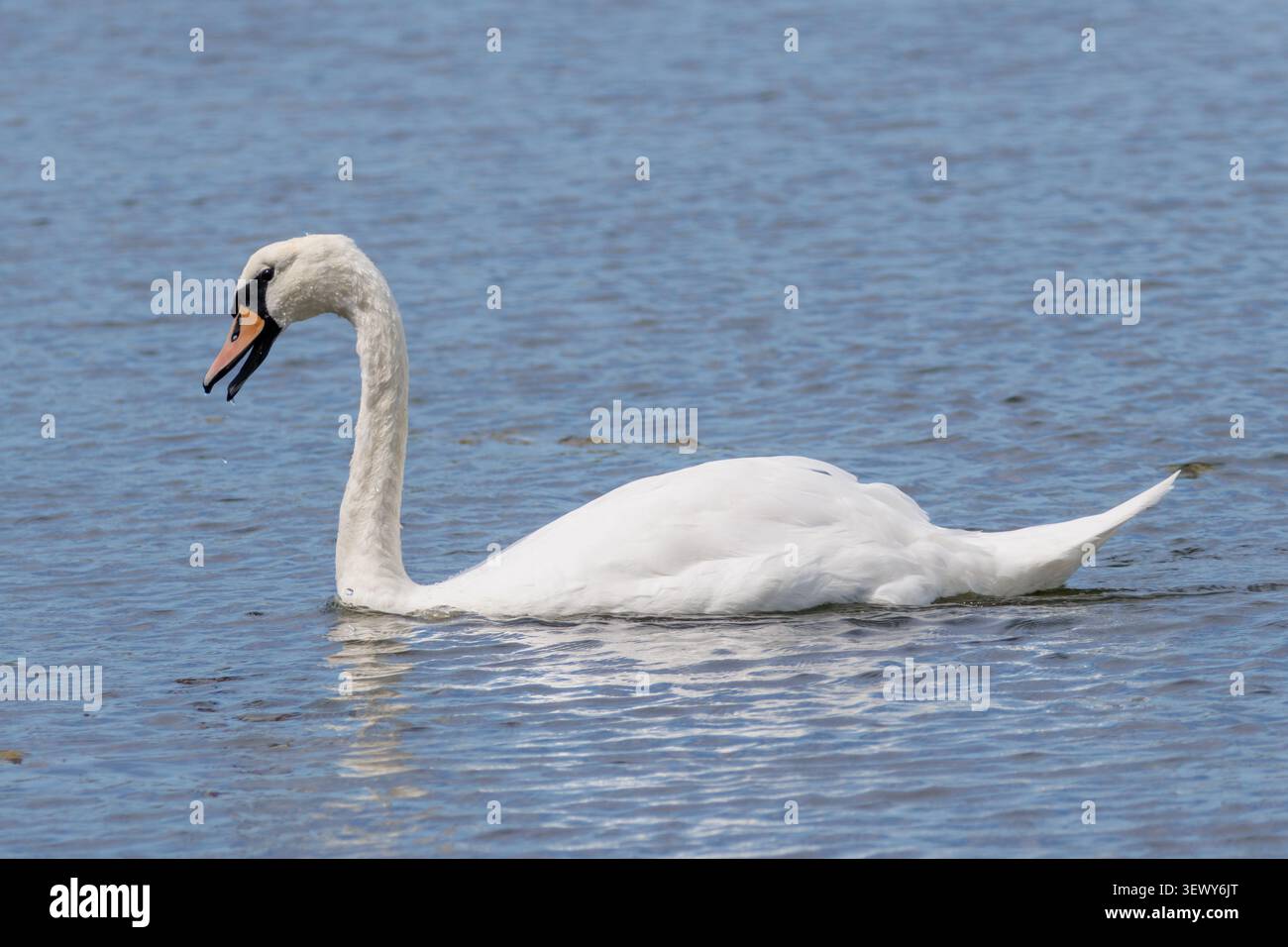 Un cigno muto, Cygnus olor che nuota su un fiume in una giornata estiva nel Sussex, Inghilterra, Regno Unito Foto Stock