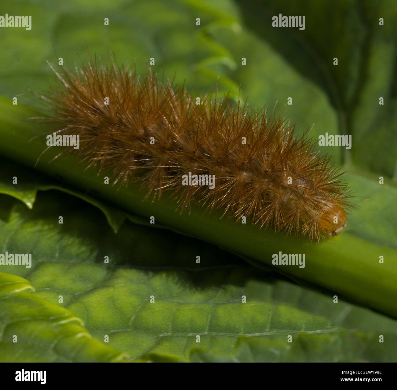 Muslin Moth Caterpillar Foto Stock