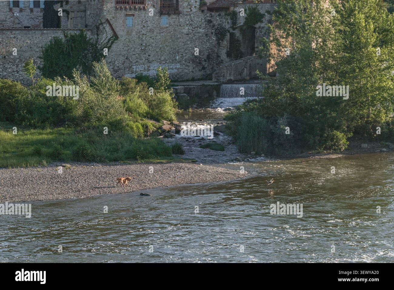 Un cane vicino al fiume Arno nel paese vicino a Firenze, Italia Foto Stock