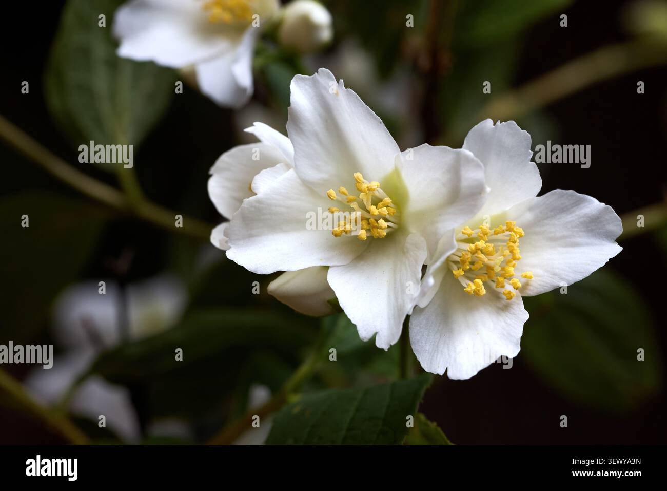 Fiori di gelsomino bianco o finto arancio fioriscono su un cespuglio verde su sfondo scuro. I fiori profumati mostrano delicati petali e stami gialli in primo piano Foto Stock