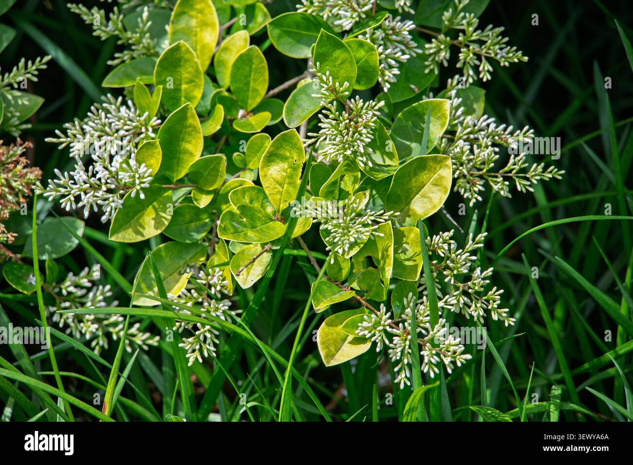 La copertura del priume d'oro, un arbusto verde popolare per le siepi del giardino con foglie variegate gialle verdi. Foto Stock