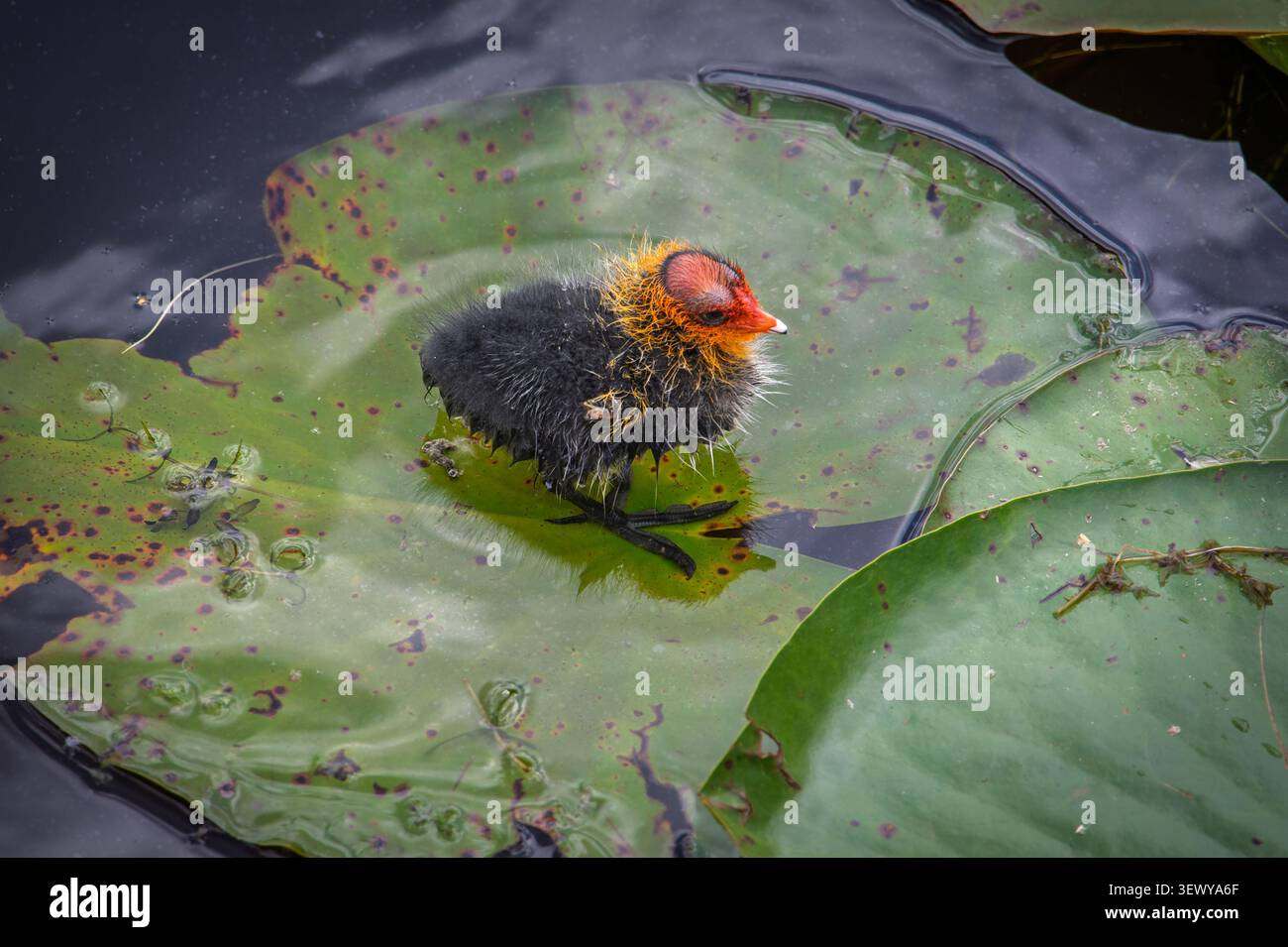 Una soffice culla si siede tranquillamente su un lilypad, guardando intorno per i genitori in un laghetto tranquillo. La luce del sole brilla sull'acqua mentre la natura si sviluppa intorno Foto Stock