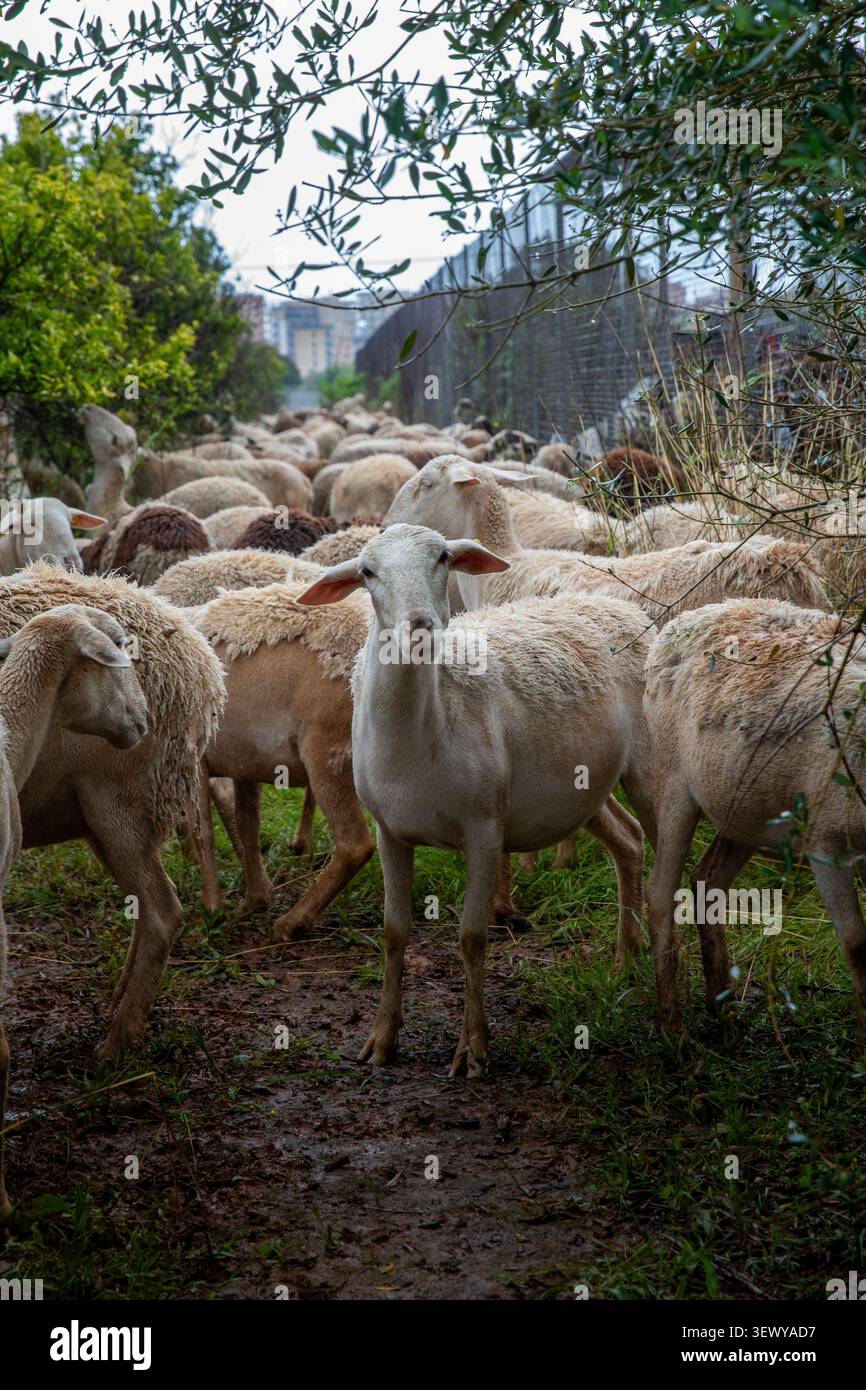 Grande gregge di pecore che si muove lungo un sentiero fangoso del Mediterraneo tra vegetazione boscosa e olivi, con una pecora che entra in contatto visivo diretto con t Foto Stock