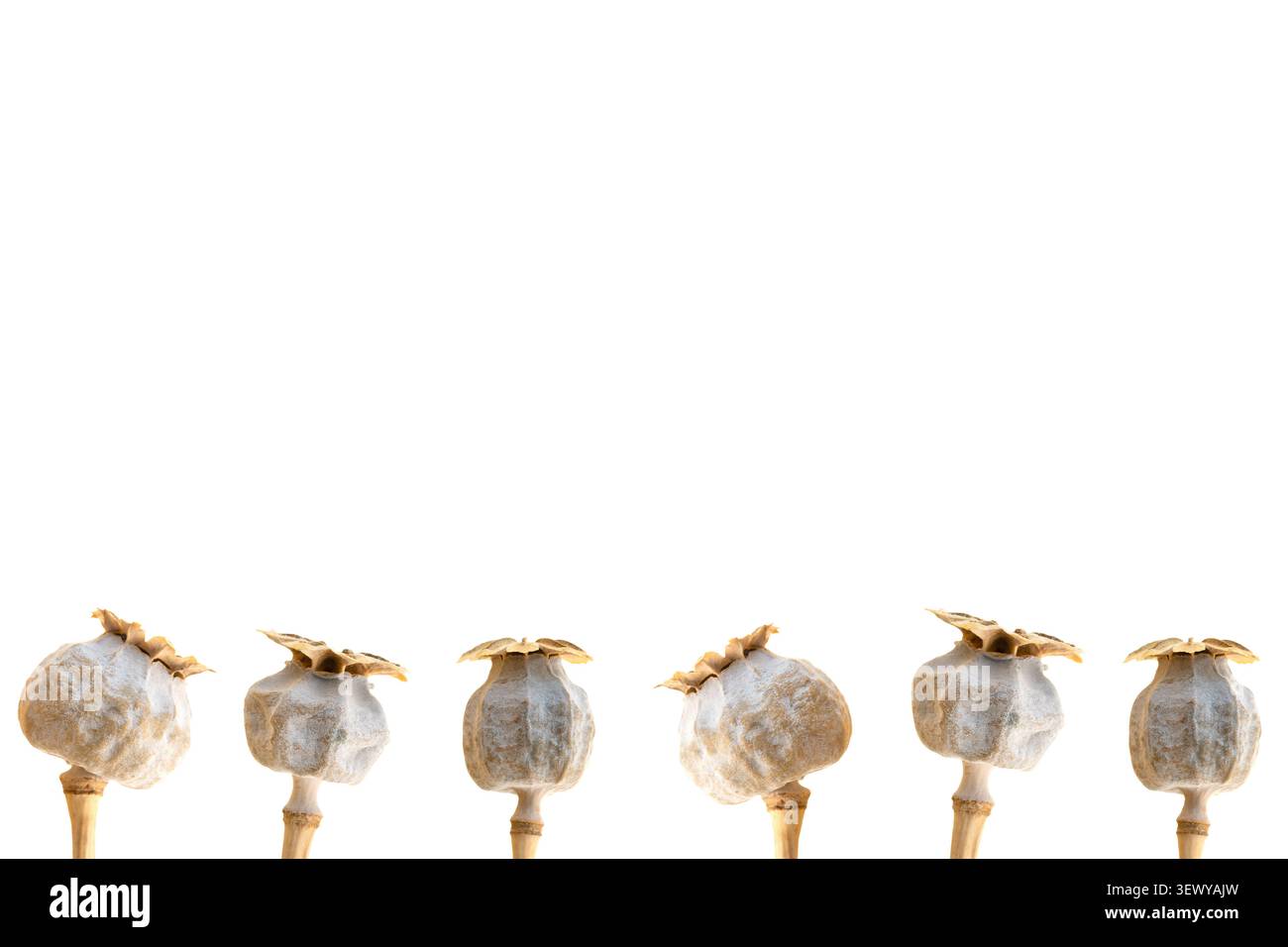 6 bordi del telaio delle teste dei semi di papavero su sfondo bianco isolati con un modello di spazio di copia pulito Foto Stock