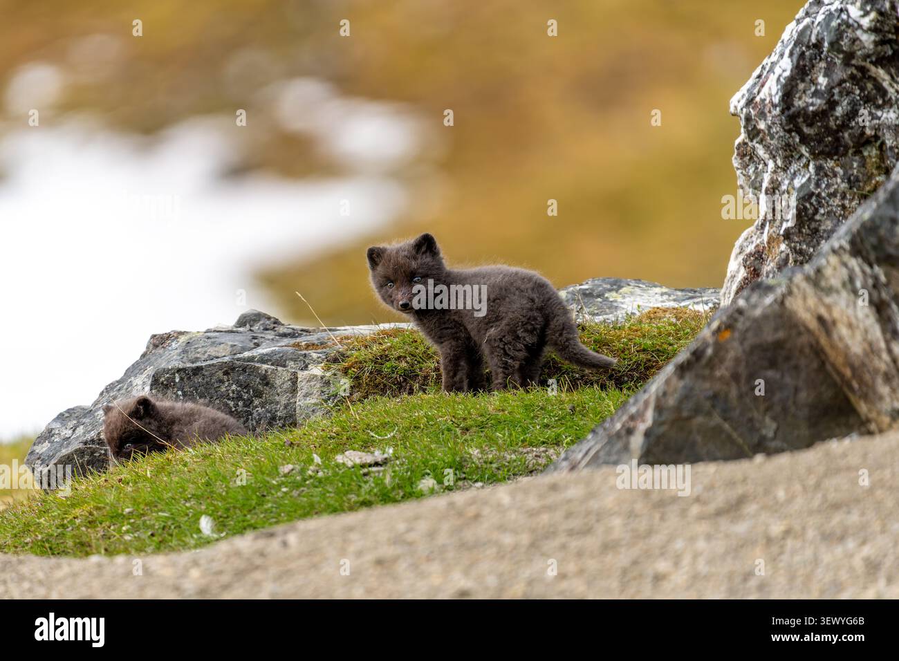 Due giovani cuccioli di volpe artica con pelliccia scura in piedi e riposati su un pendio roccioso e erboso, osservando il loro selvaggio ambiente naturale in un remoto deserto Foto Stock