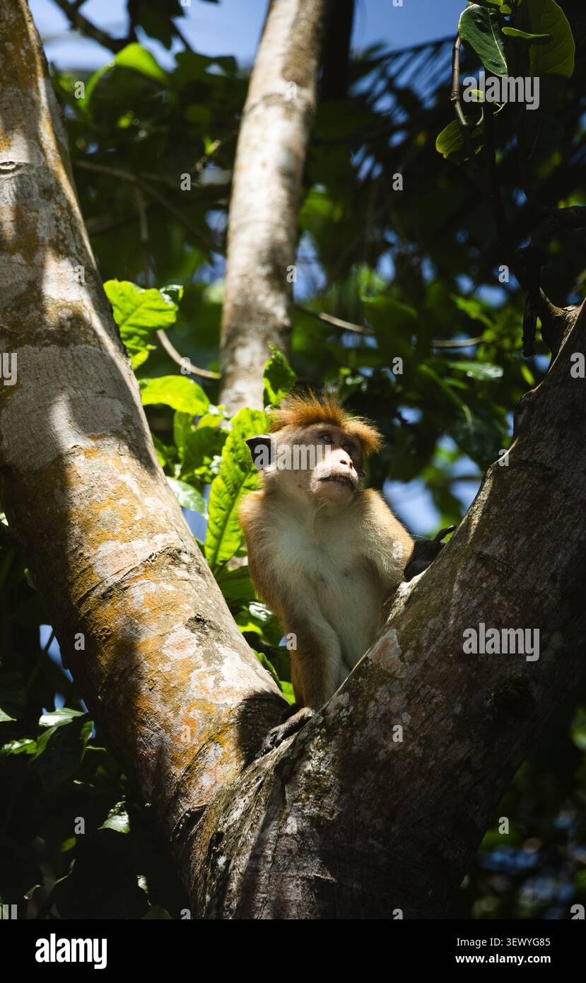 Una scimmia (toque macaque) seduta su un albero e guardando in lontananza, Sri Lanka Foto Stock