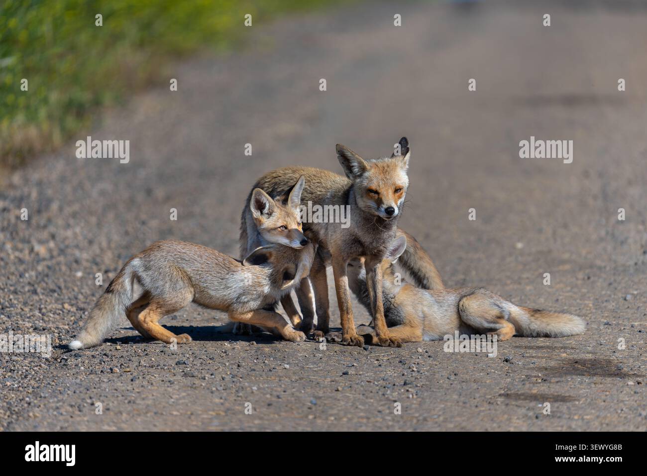 Red Fox vixen (Vulpes vulpes) fornisce latte ai suoi piccoli kit, due che allattano attivamente e uno li aspetta nelle vicinanze, mostrando cure materne e nutrimento beh Foto Stock