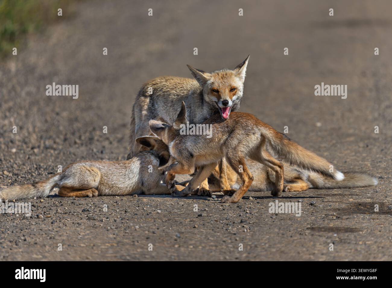 Red Fox vixen (Vulpes vulpes) fornisce latte ai suoi piccoli kit, due che allattano attivamente e uno li aspetta nelle vicinanze, mostrando cure materne e nutrimento beh Foto Stock