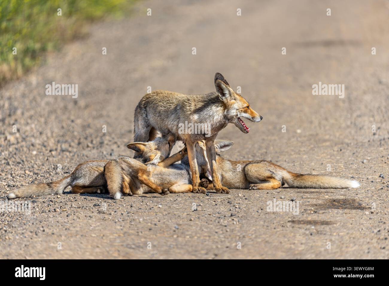 Red Fox vixen (Vulpes vulpes) fornisce latte ai suoi piccoli kit, due che allattano attivamente e uno li aspetta nelle vicinanze, mostrando cure materne e nutrimento beh Foto Stock
