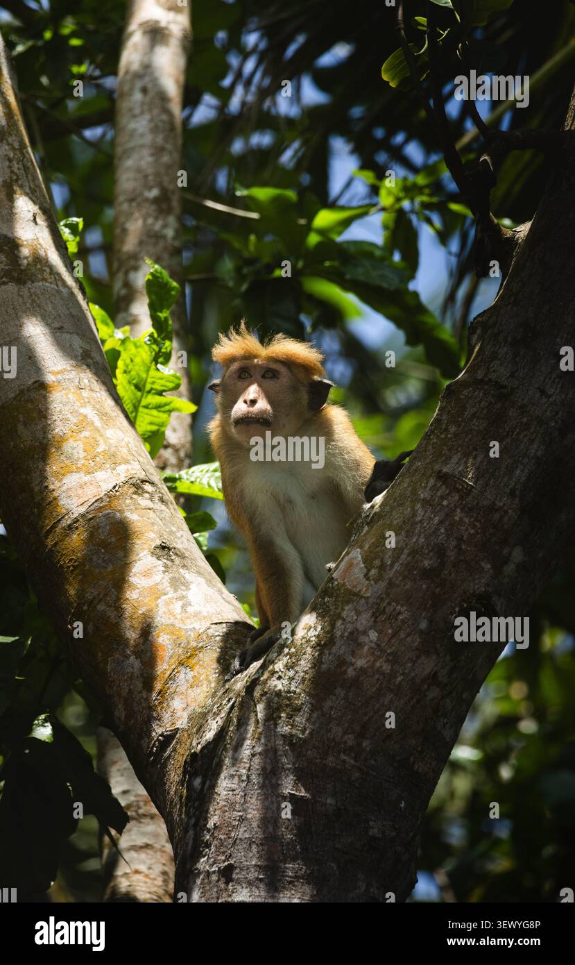 Una scimmia (toque macaque) seduta su un albero e guardando in lontananza, Sri Lanka Foto Stock