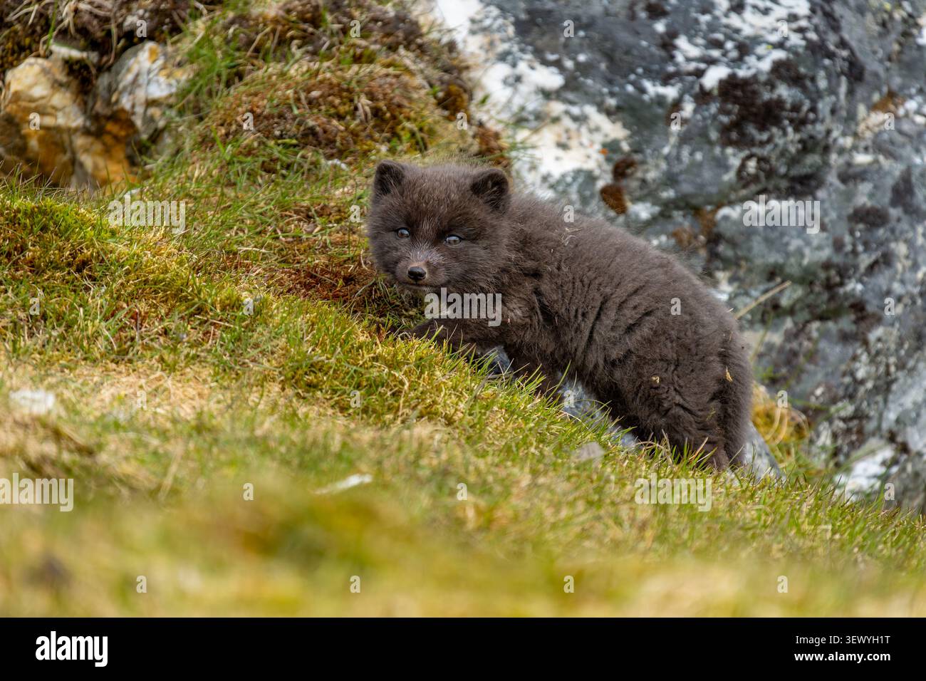 Cucciolo di volpe artica, morfo blu, che si erge tra erba verde e rocce nel suo habitat naturale, mostrando un'espressione curiosa mentre osserva il suo surrogato Foto Stock